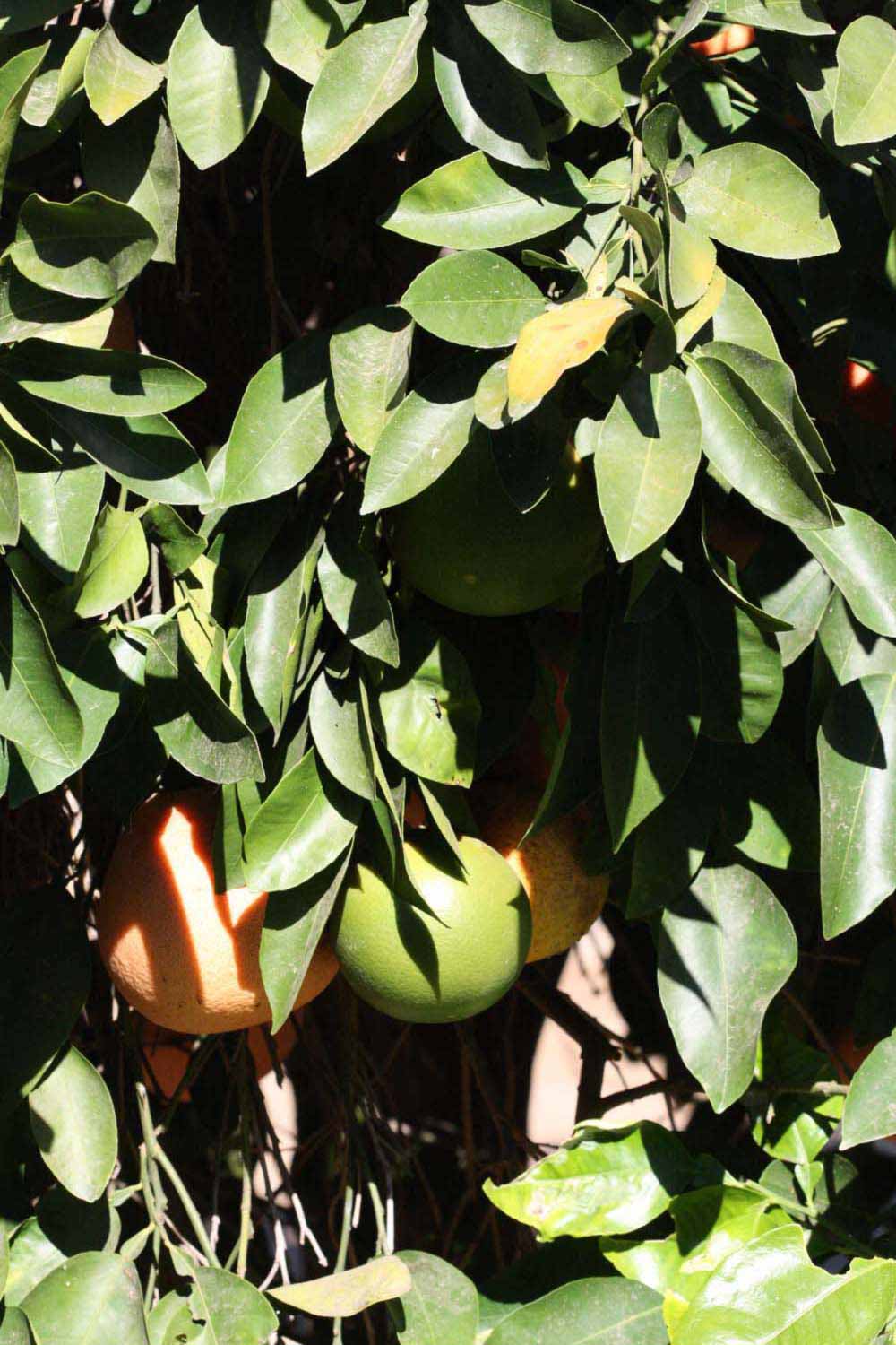              Sun leaves (Riverside, CA)       